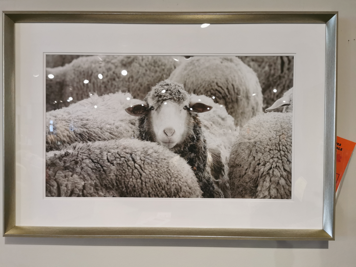 The GL145 Sheepish Painting by Picture Depot is a captivating 26" x 38" framed artwork that features a woolly flock of sheep, centered around one majestic sheep. It combines the allure of natural beauty with artistic elegance, reminiscent of a piece of glass art.