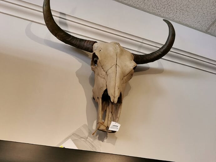 53117 Bull Skull